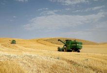 تولید و کشت گندم