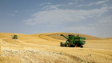 تولید و کشت گندم