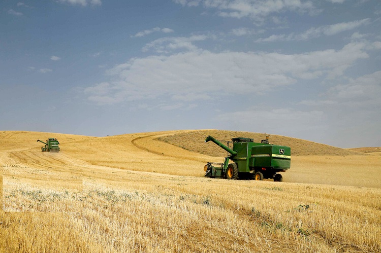 تولید و کشت گندم