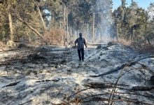 جنگل‌های هیرکانی