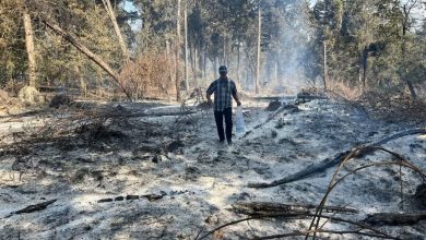 جنگل‌های هیرکانی