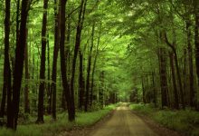 جنگل هیرکانی