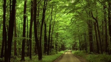 جنگل هیرکانی