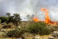 جنگل‌های الیت