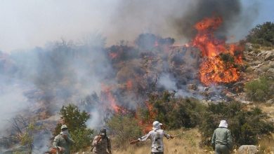 جنگل‌های «الیت»