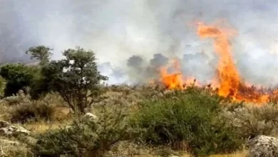 جنگل‌های الیت