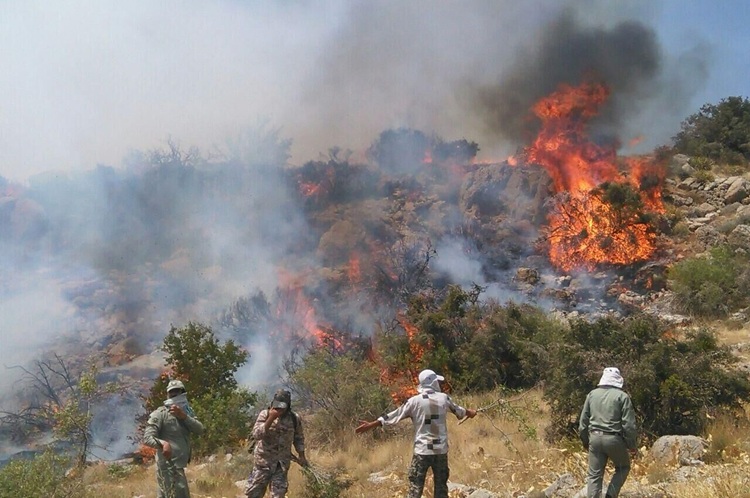 جنگل‌های «الیت»