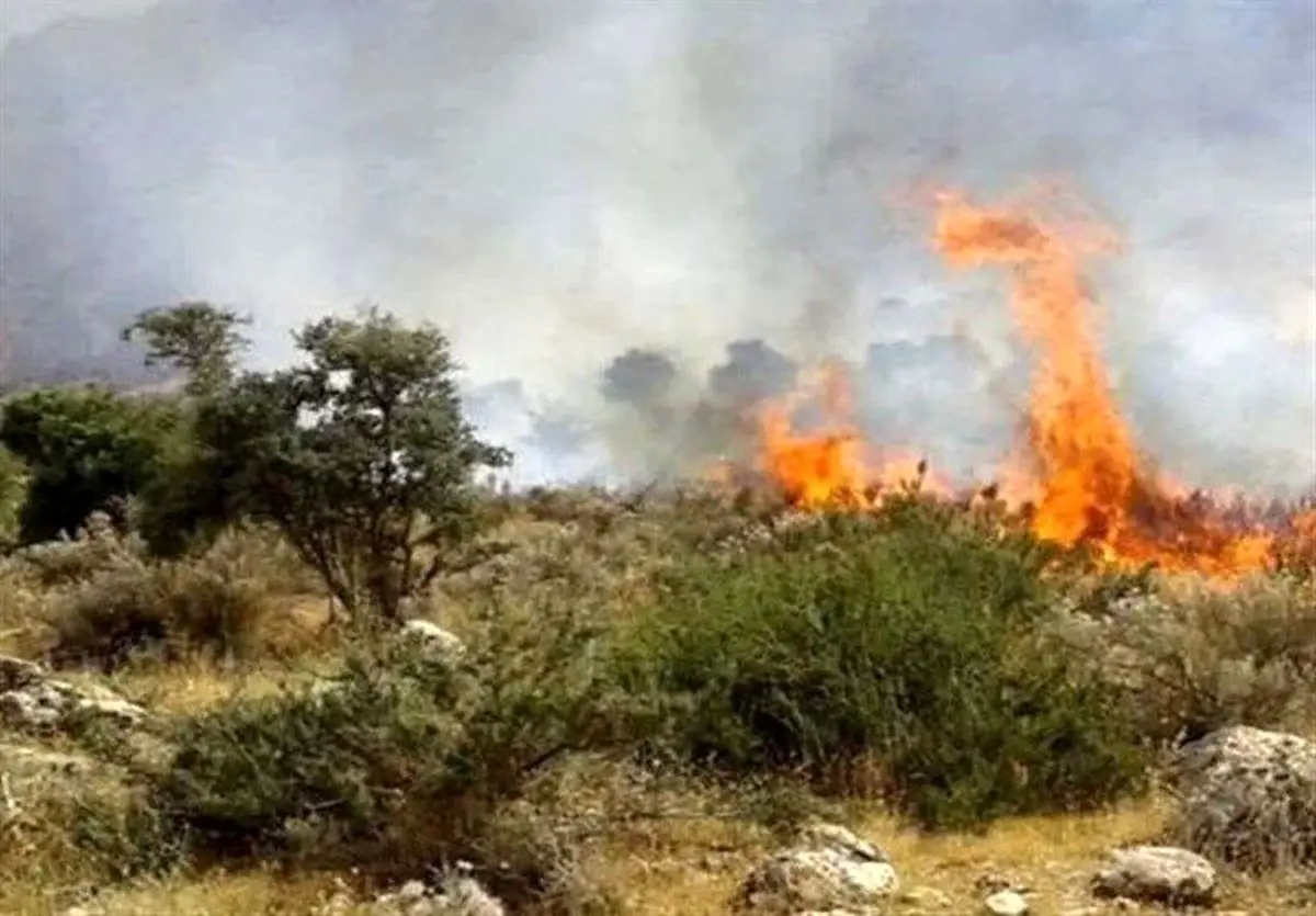 جنگل‌های الیت