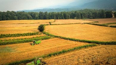 جنگل‌های مازندران