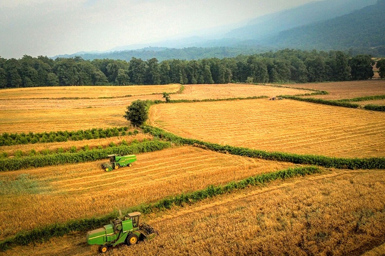 جنگل‌های مازندران