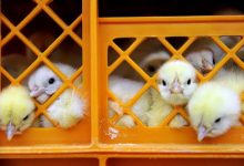 از جوجه‌ریزی ۱۵۰ میلیونی تا شایعه «تریاک در خوراک مرغ»؛ واقعیت چیست؟