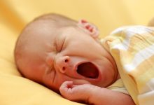 بابون تا انسان