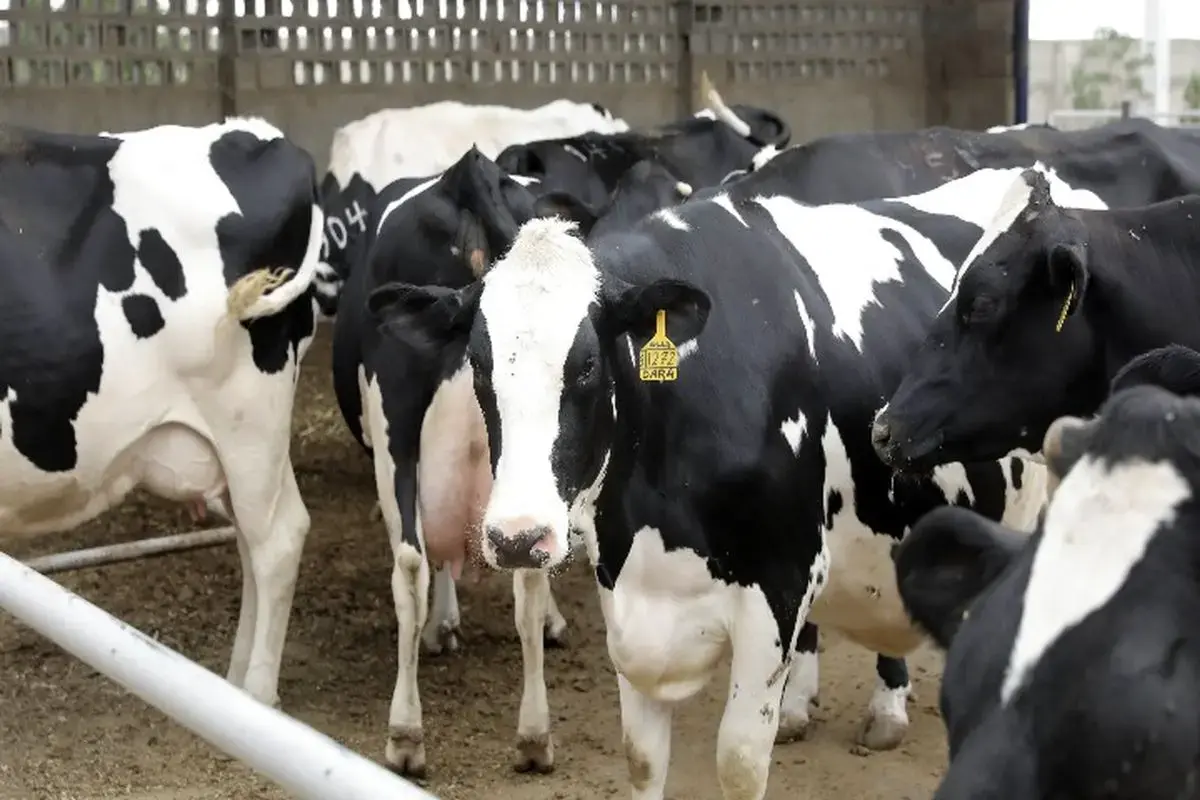 دامداری‌ها در بحران: تب برفکی و چالش‌های تولید در ایران