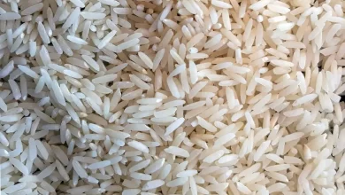 دلالان برنج، عامل اصلی گرانفروشی؛ استراتژی انبارداری برای شکست کشاورز