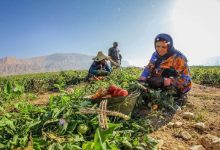 سرپرست خانوار