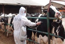 مصرف گوشت و لبنیات ایمن است؛ سازمان دامپزشکی بر سرمایه دامی نظارت دارد