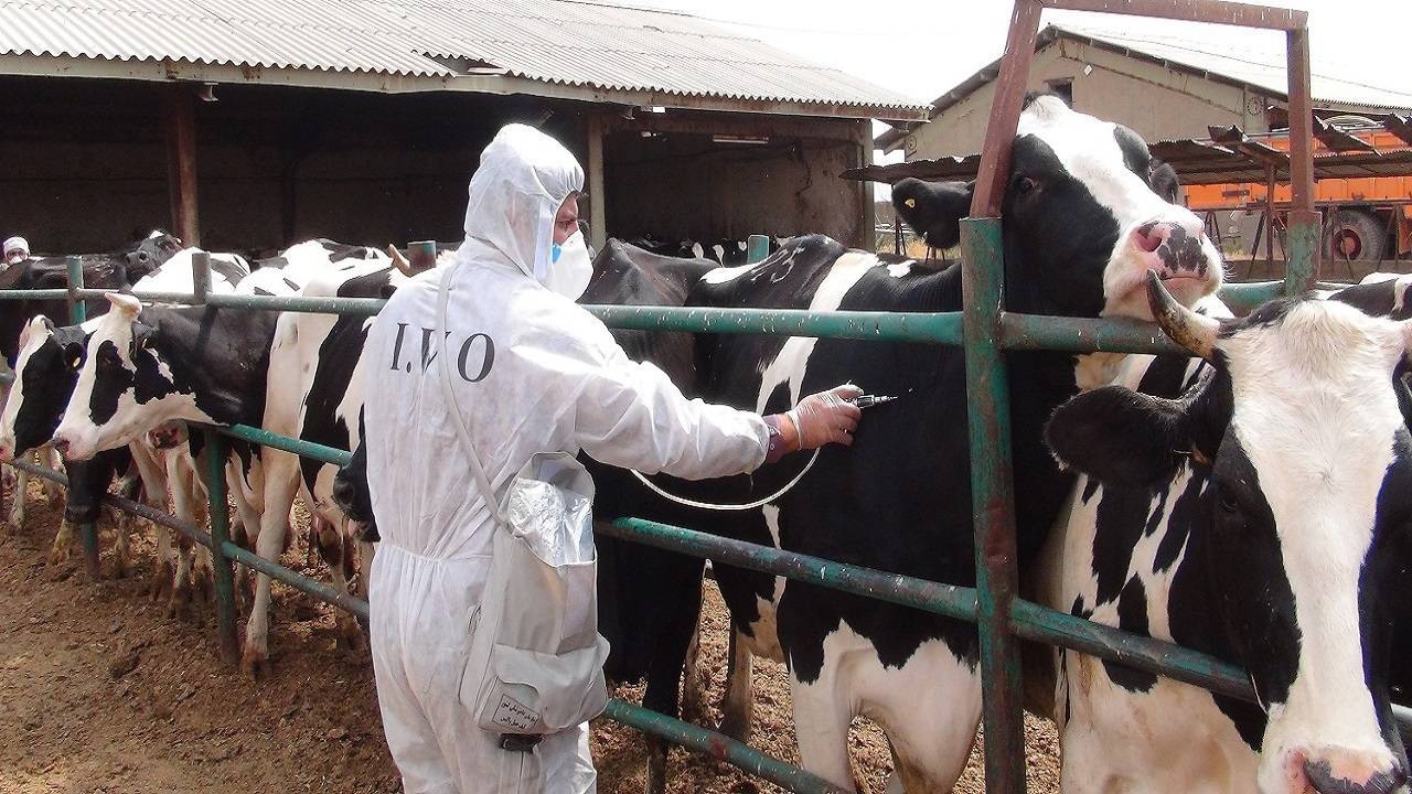 مصرف گوشت و لبنیات ایمن است؛ سازمان دامپزشکی بر سرمایه دامی نظارت دارد