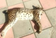 سیاه‌گوش در خطر انقراض