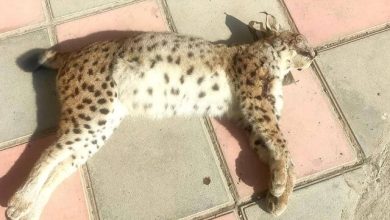 سیاه‌گوش در خطر انقراض