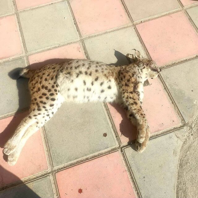 سیاهگوش در خطر انقراض