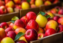 اختلال سامانه گمرکی