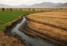 خطر صادرات آب مجازی؛ کدام محصولات، سفره‌های زیرزمینی ایران را می‌بلعند؟