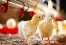 صنعت مرغداری