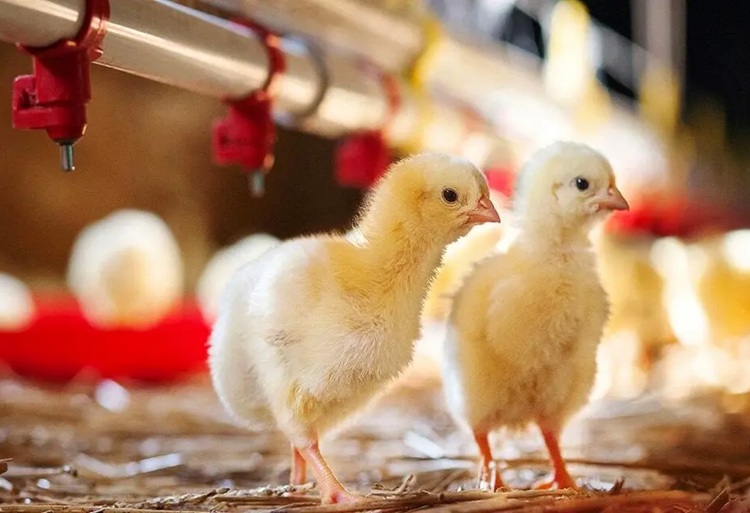 صنعت مرغداری