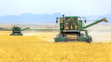 پرداخت ۱۱۰۰ میلیارد تومان غرامت به گندم‌کاران: آغاز مرحله نخست حمایت دولت