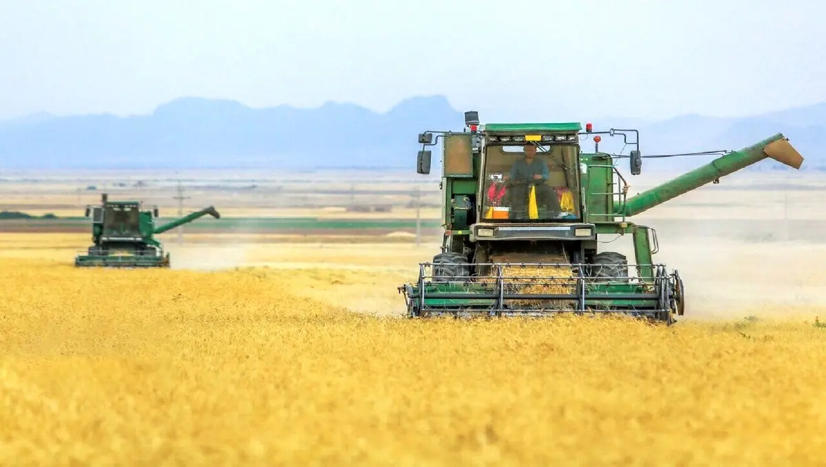 پرداخت ۱۱۰۰ میلیارد تومان غرامت به گندم‌کاران: آغاز مرحله نخست حمایت دولت