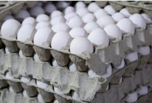 قیمت تخم مرغ