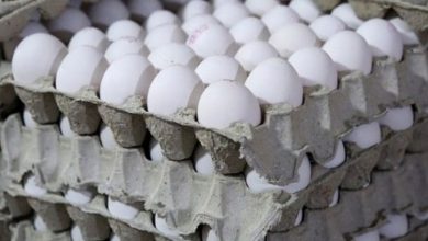 قیمت تخم مرغ