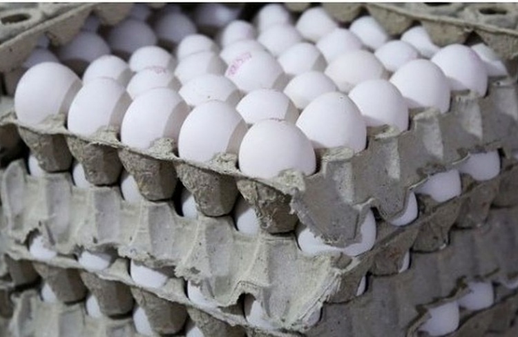 قیمت تخم مرغ