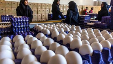 قیمت تخم‌مرغ
