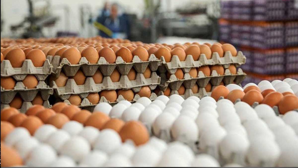 قیمت تخم‌مرغ