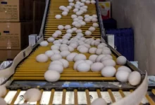 قیمت روز تخم مرغ