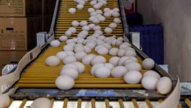 قیمت روز تخم مرغ