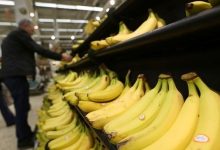 قیمت گوجه فرنگی