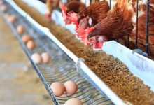 بحران در صنعت مرغ تخم‌گذار ایران: شرایط تأمین نهاده‌ها بحرانی است