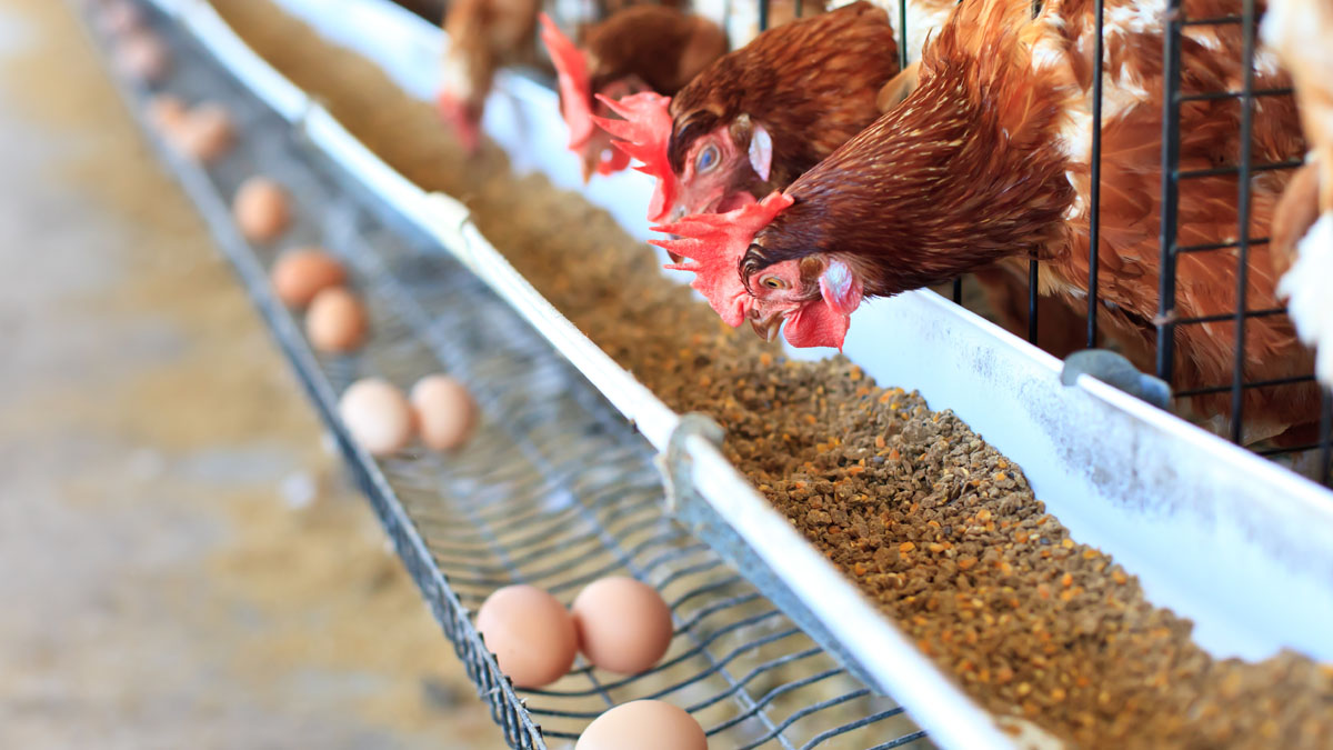 بحران در صنعت مرغ تخمگذار ایران: شرایط تأمین نهادهها بحرانی است