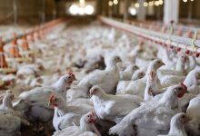 مرغداران گوشتی