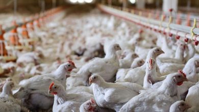 مرغداران گوشتی