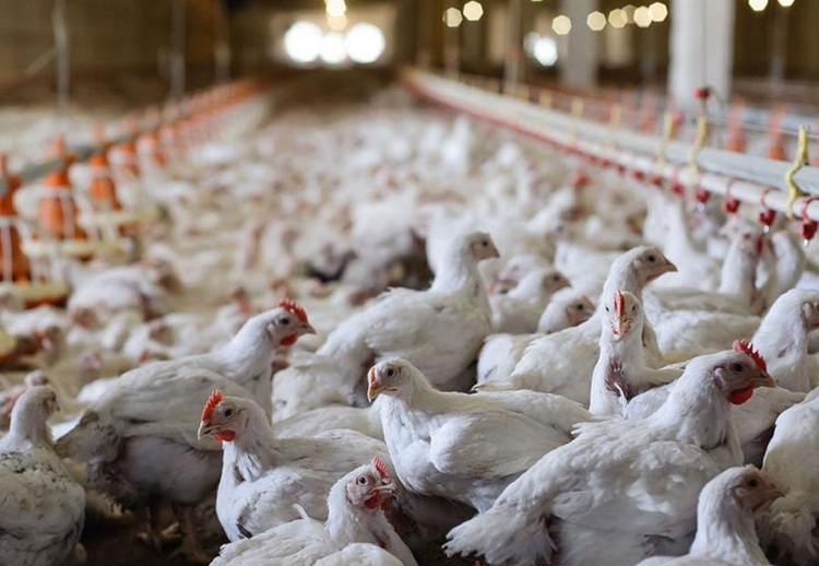 مرغداران گوشتی