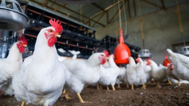 افزودن تریاک