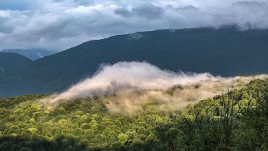 ممنوعیت ورود به جنگل‌ها