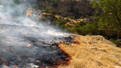 جنگل‌های مازندران در آرامش: آتش‌سوزی‌ها به طور کامل مهار شد