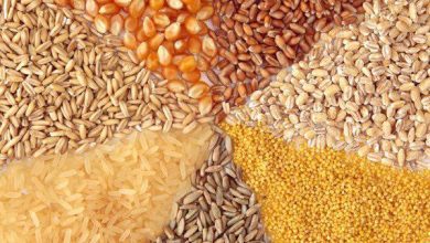 کارشناسان: کمبود نهاده دامی ادامه دارد؛ وعده وزیر جهاد هنوز محقق نشده است