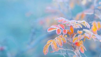 ورود توده هوای سرد به کشور؛ «کاهش دما» و یخبندان در راه است