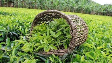 چای‌کاران گیلان