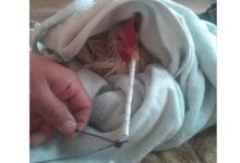 چرا برخی مرغداران به جوجه‌ها تریاک می‌دهند؟